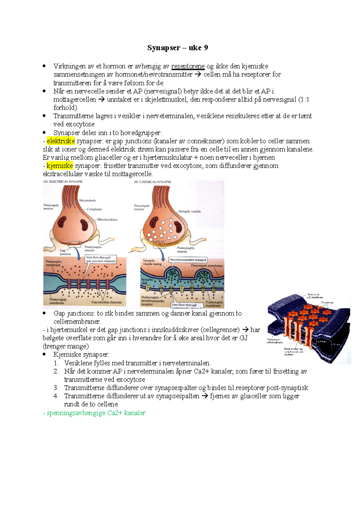 Synapser, Uke 9 - Forelesninger I Fysiologi-blokken - Synapser – Uke 9 ...