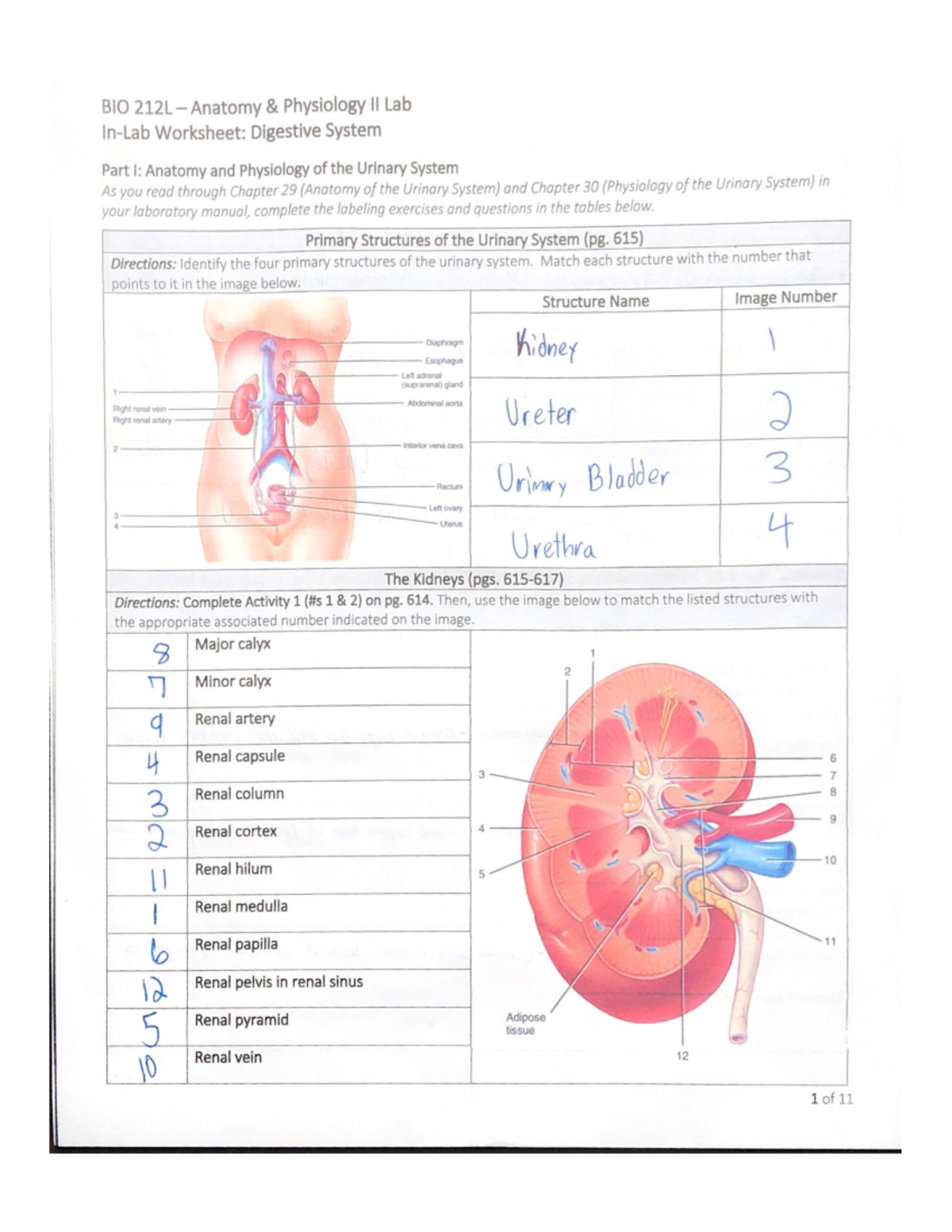 Urinary System - BIO 212L - Studocu