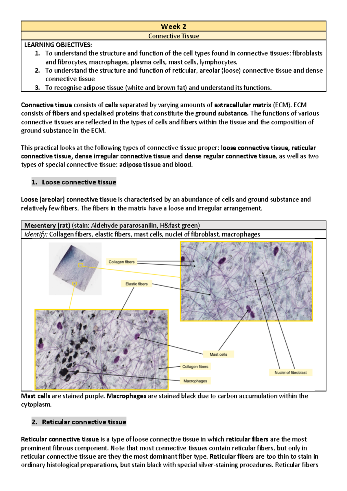 ANAT2241 - Week 2 Lab Notes - Week 2 Connective Tissue LEARNING ...