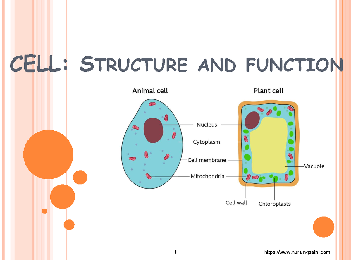 cell defination - CELL: STRUCTURE AND FUNCTION INTRODUCTION Fundamental ...