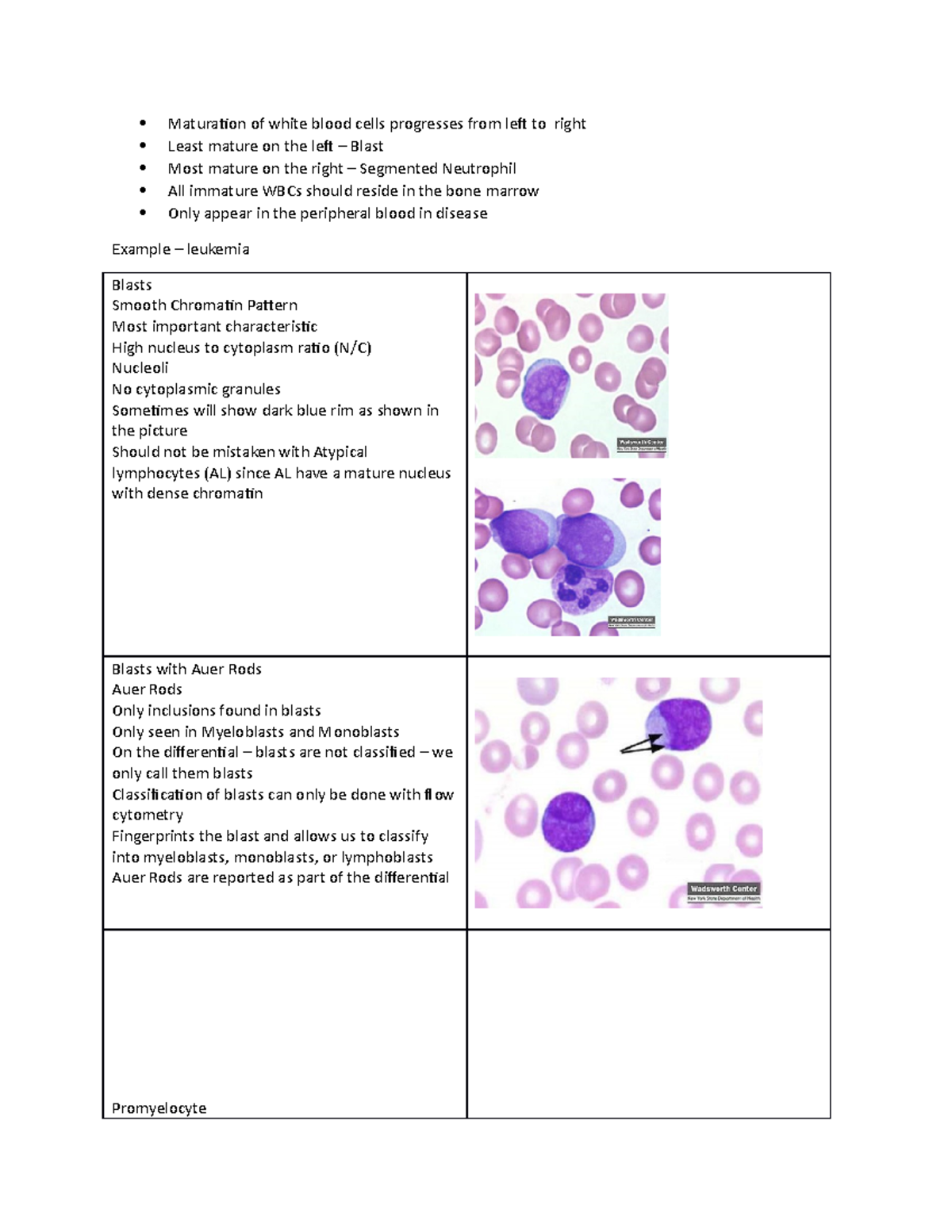 Immature Wbc Maturation Of White Blood Cells Progresses From Left To 