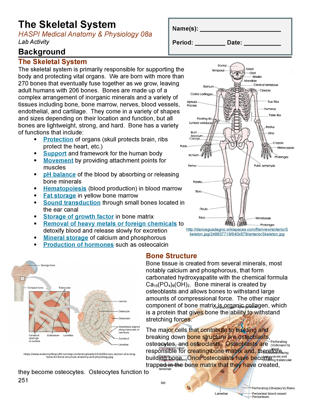 The Skeletal System Haspi Medical Anatomy And Physiology 08a Lab Activity Answers