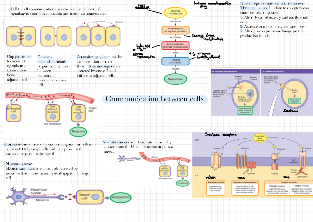 Communication Between Cells Communication between cells Cell to cell