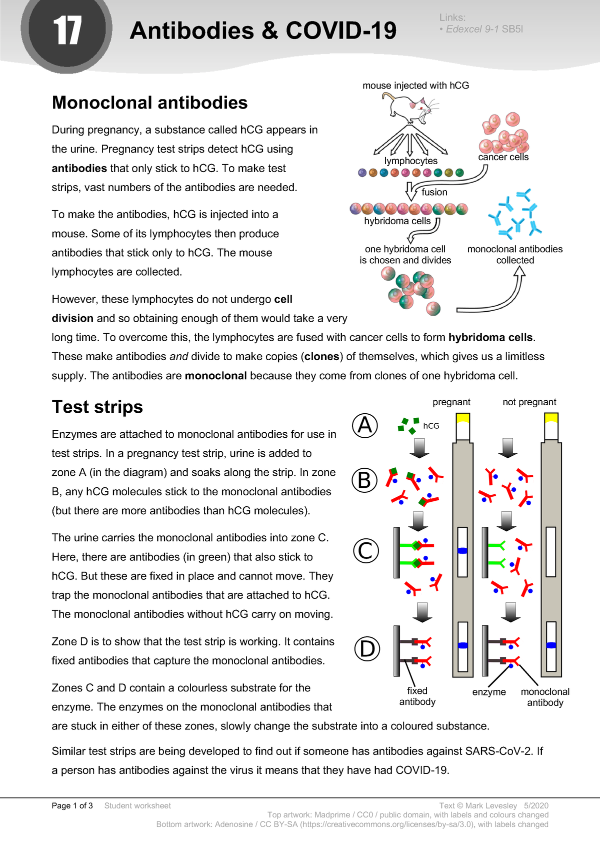 antibodies-covid-19-1-page-1-of-3-student-worksheet-top-artwork