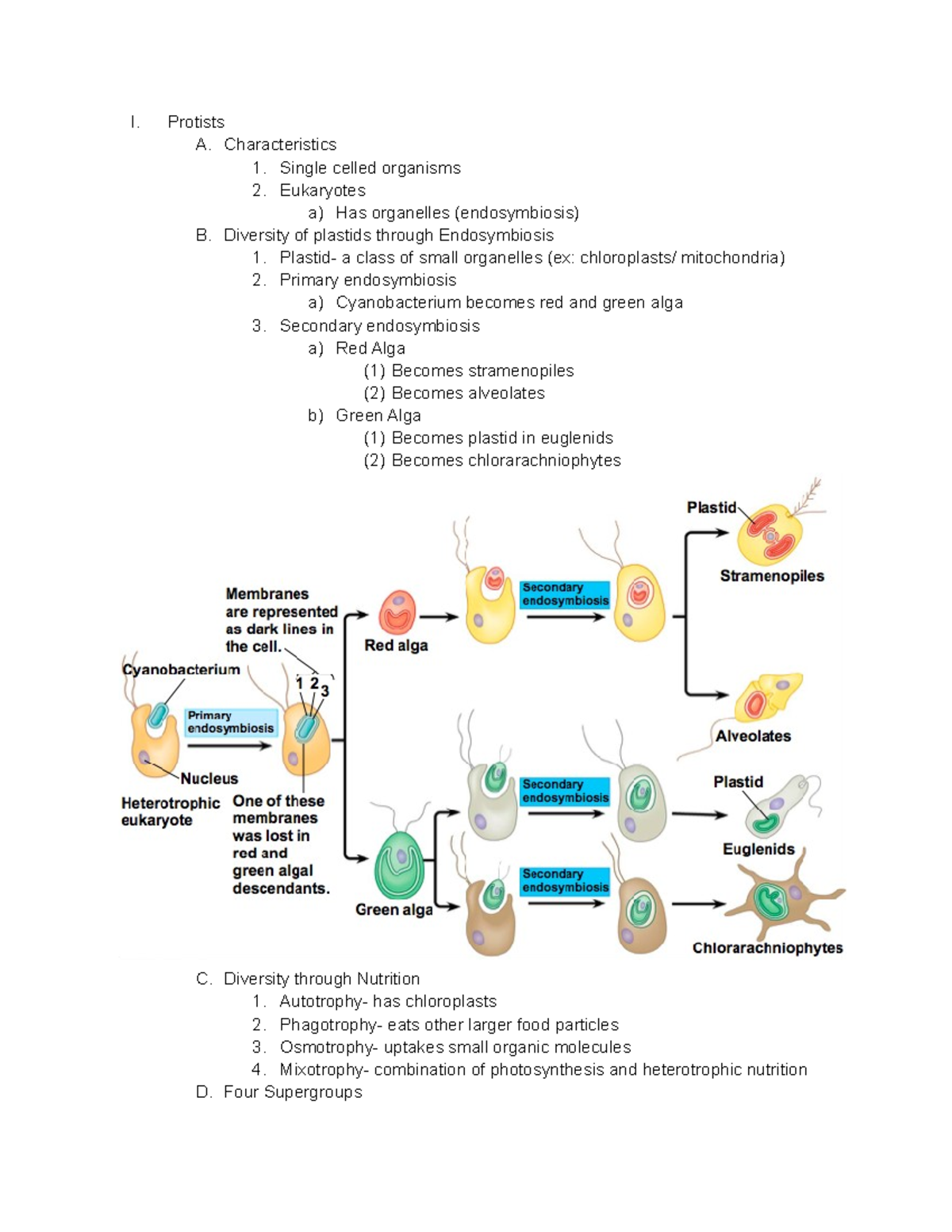 Protists Outline - I. Protists A. Characteristics 1. Single Celled ...