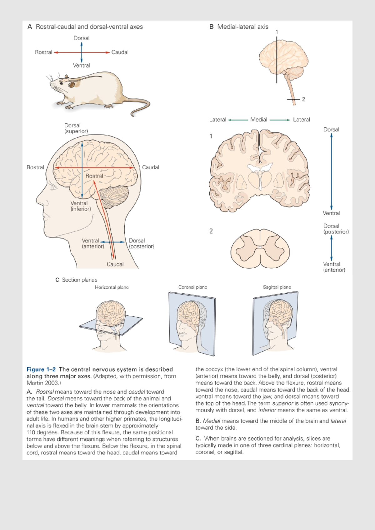 DOC-20241024-WA0011 - Brain Basics (Structure) - A and axes B axis 1 ...