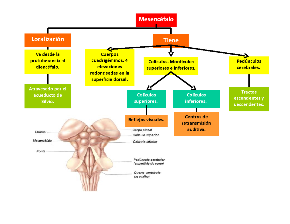 Mesencéfalo - Va desde la protuberancia al Atravesado por el acueducto ...