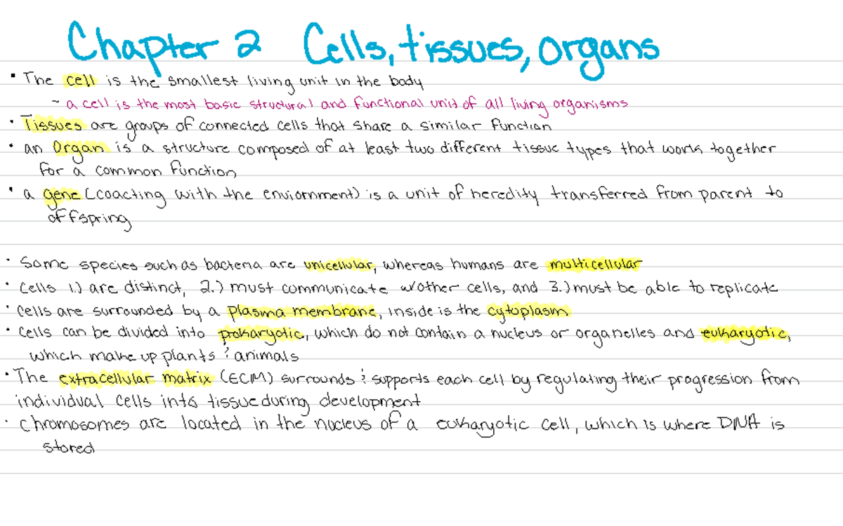 Chapter 2 - Chapter 2 Cells , Tissues , Organs The Cell Is The Smallest ...