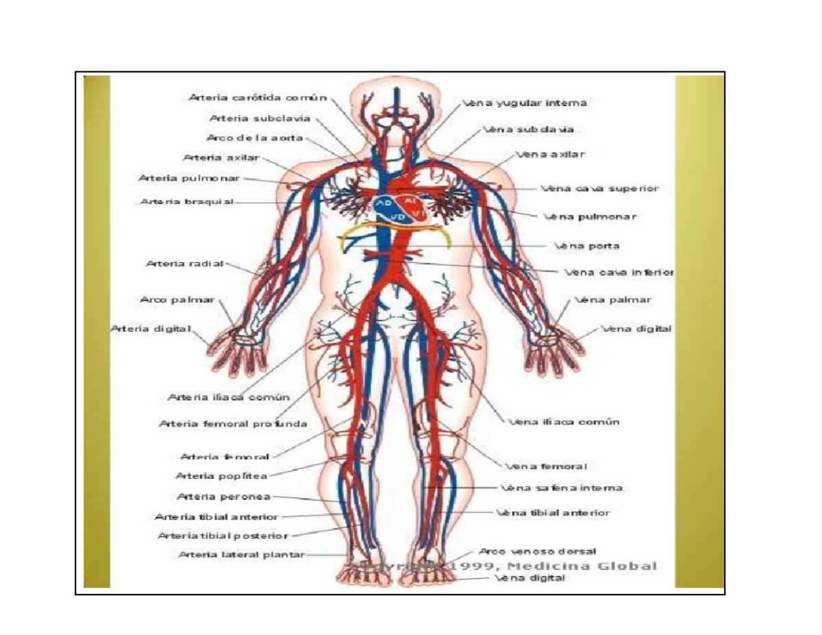 Arterias Y Venas - Arteria carótida comün Vena yugular interna Arteria ...