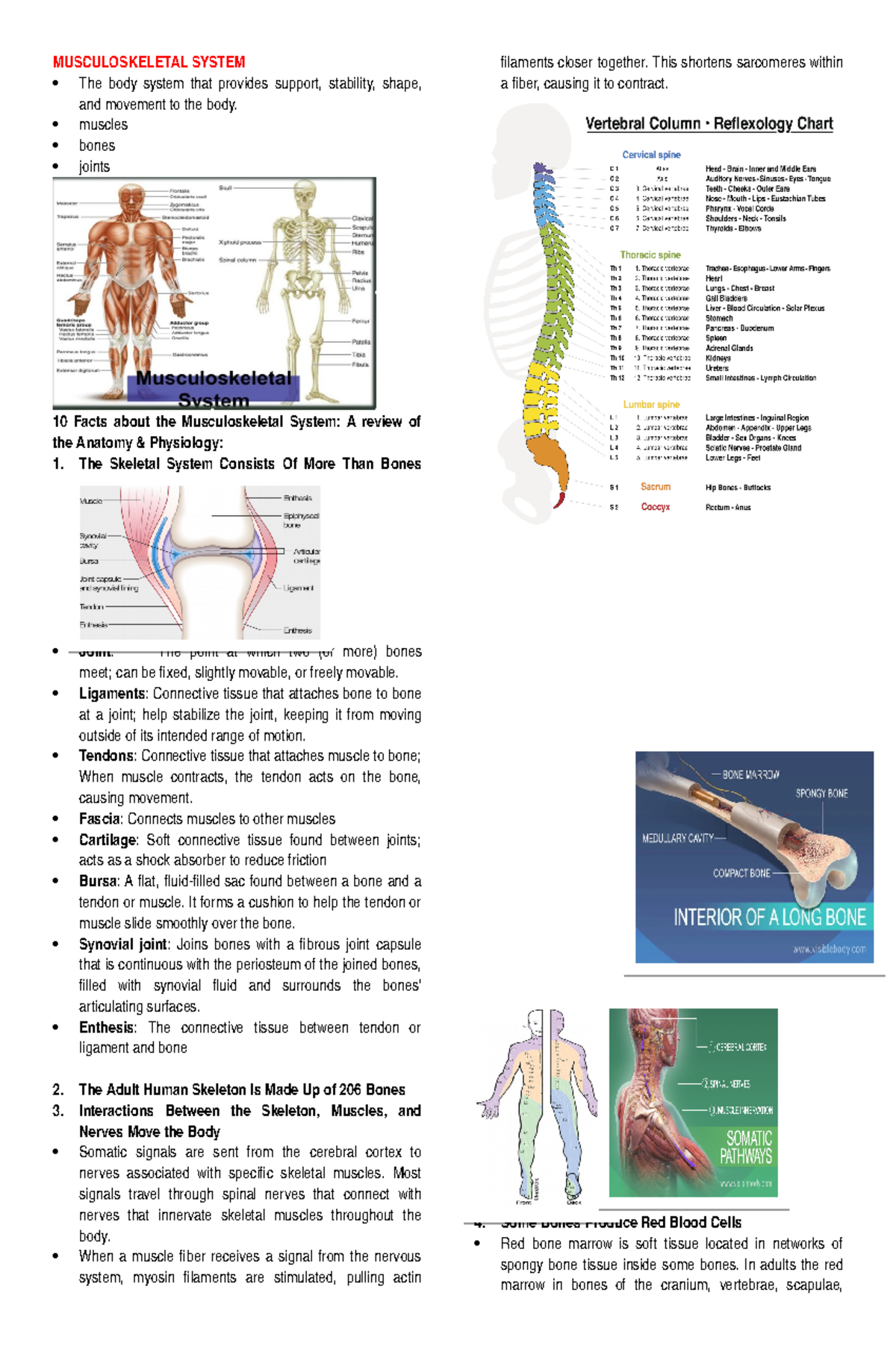 409770697-Musculoskeletal-System - MUSCULOSKELETAL SYSTEM The body ...