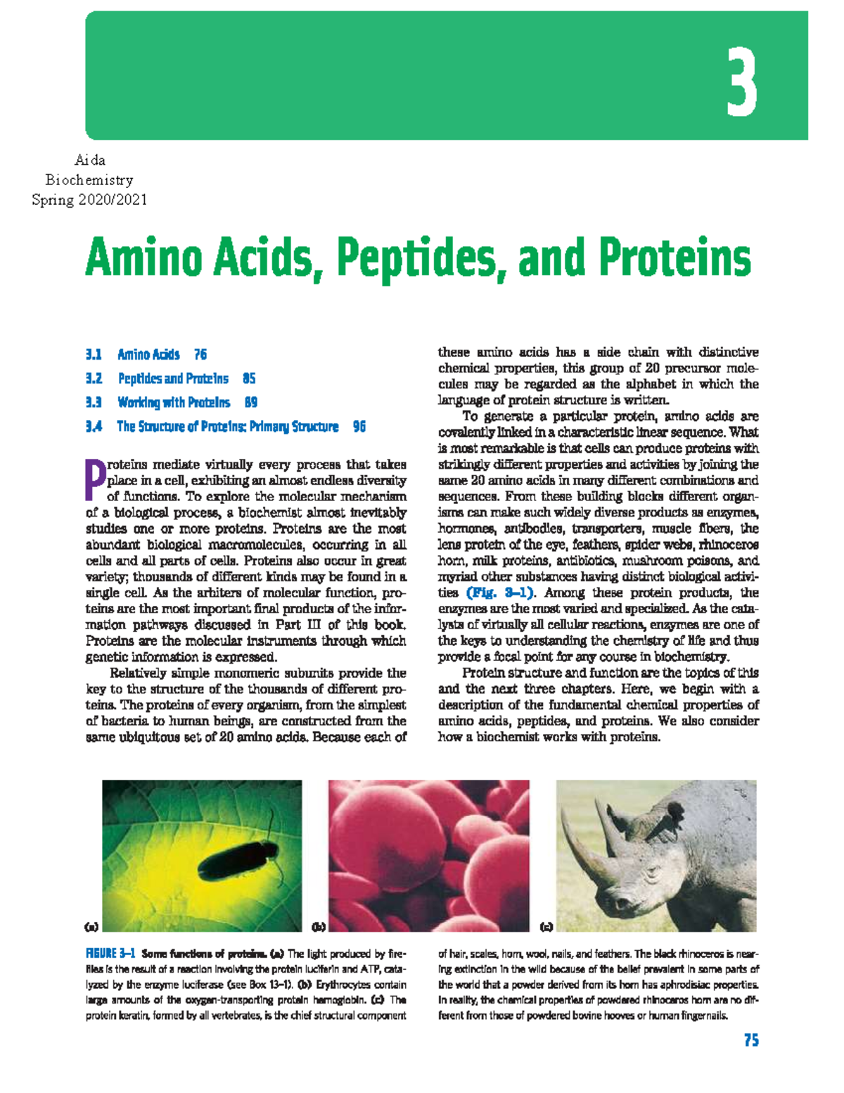 Chapter 03 - Amino Acids, Peptides, And Proteins - BIO 3601 - Studocu