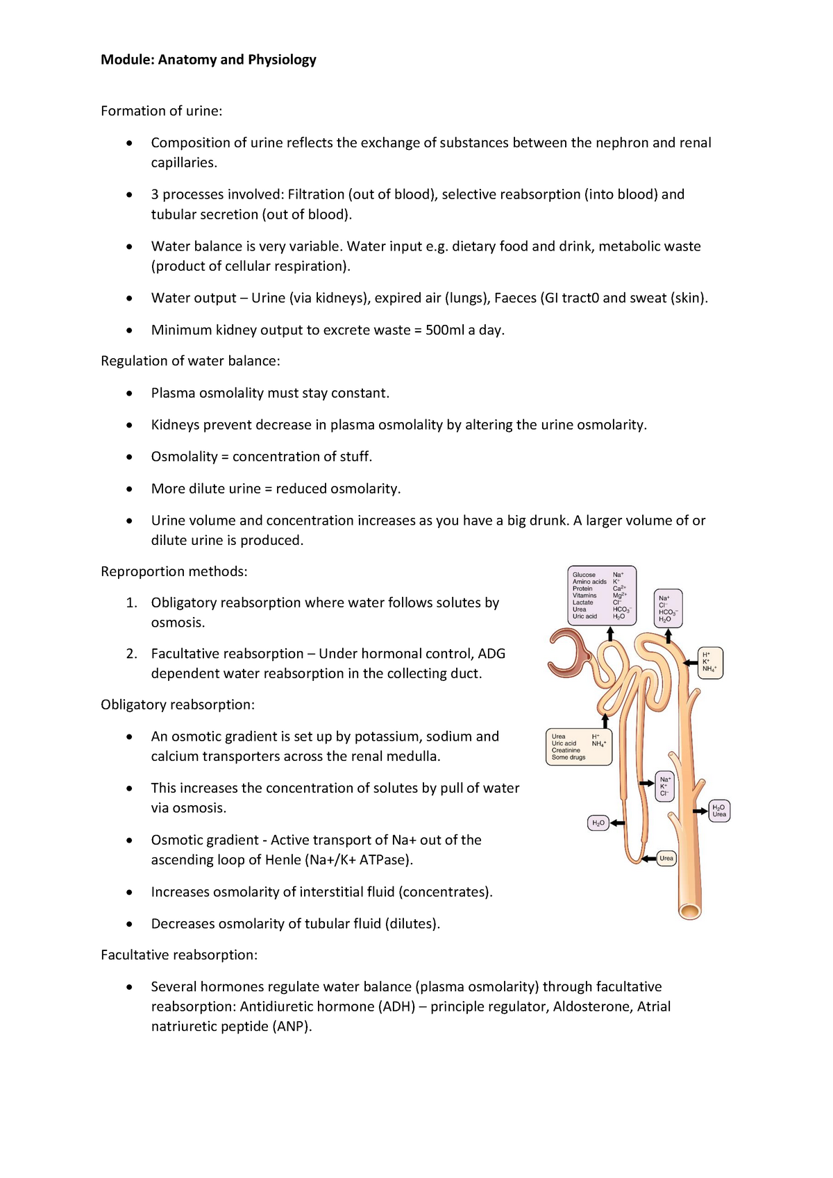 Anatomy and Physiology - Urine - Module: Anatomy and Physiology ...