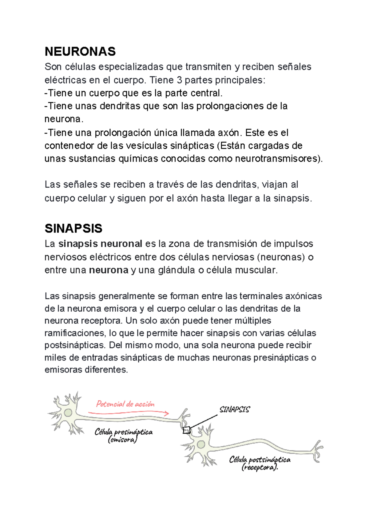 Fisiologia de la Neurona parcial apuntes - NEURONAS Son células ...