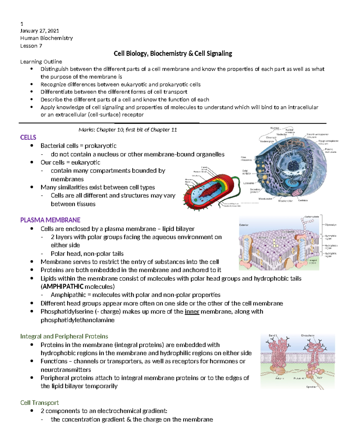 07 Cell Biology, Biochem, & Cell Signaling - January 27, 2021 Human ...