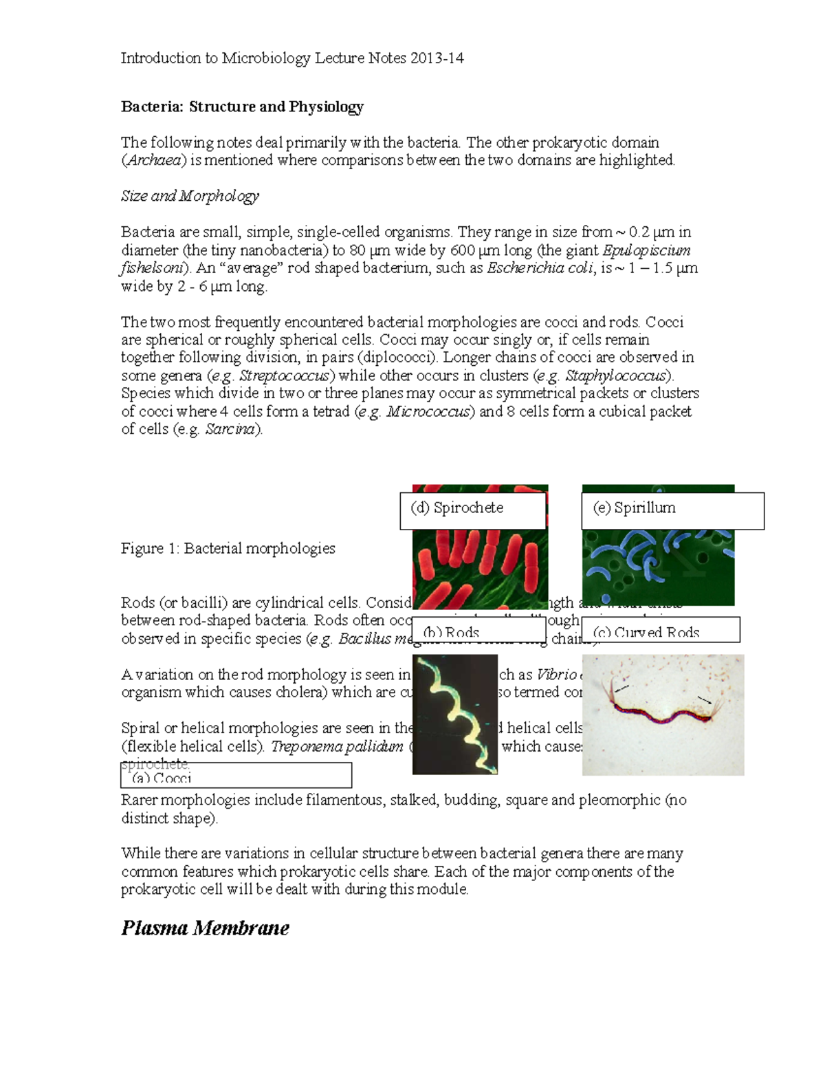 Bacteria 1 - structure and physiology - Bacteria: Structure and ...