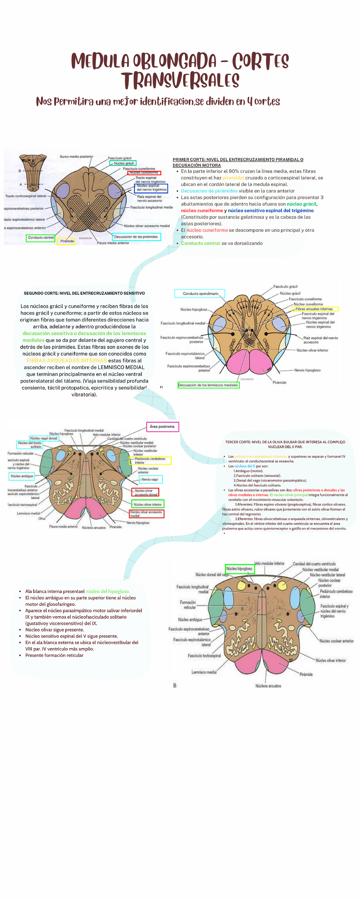 Mapa Mental Cortes Transversales Medula Oblongada Neuroanatom A Studocu ...