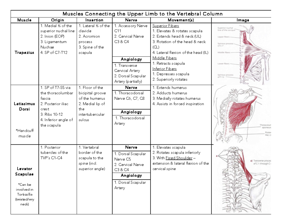 Updated Muscle Chart - Upper Limb - Muscles Connecting the Upper Limb ...