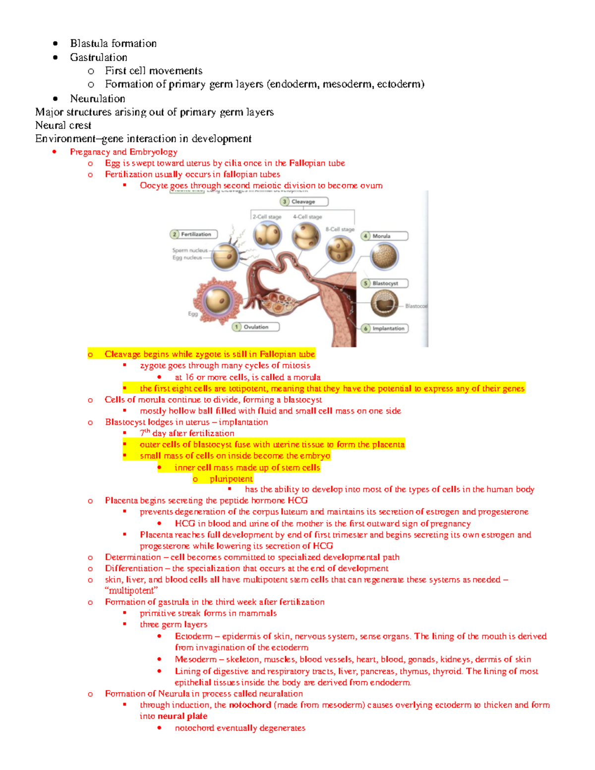 Lecture notes detailed content (1) 2-2 - • Blastula formation ...