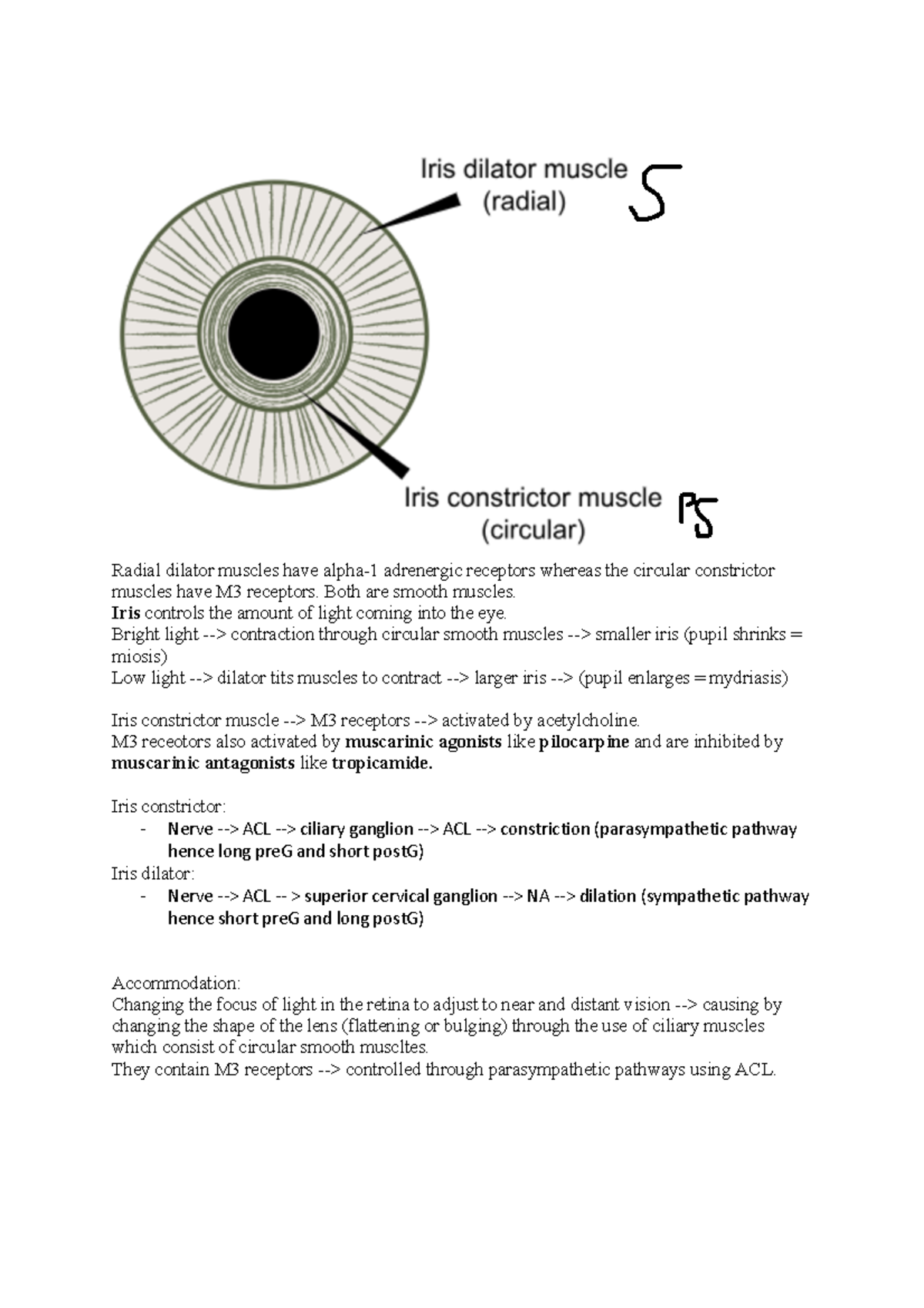 Eye prac notes Radial dilator muscles have alpha1 adrenergic