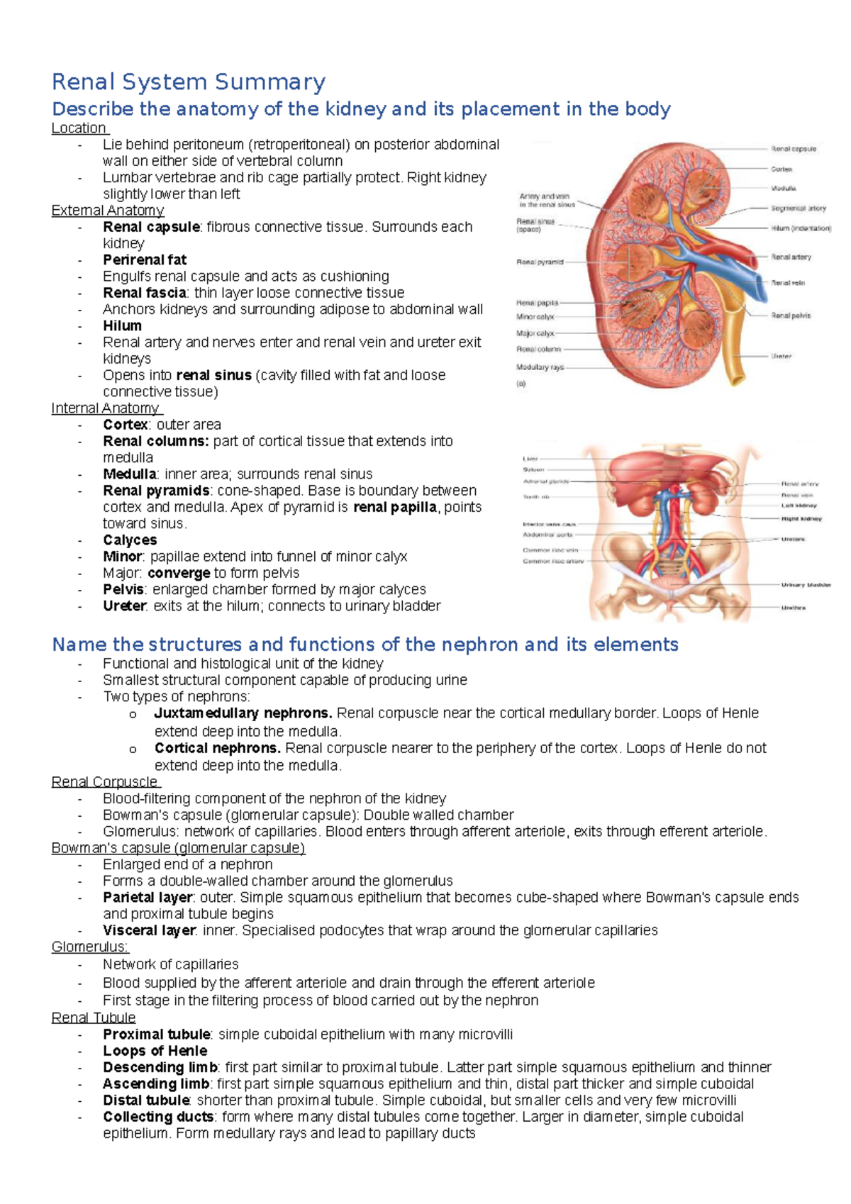 Renal System Summary - Renal System Summary Describe the anatomy of the ...