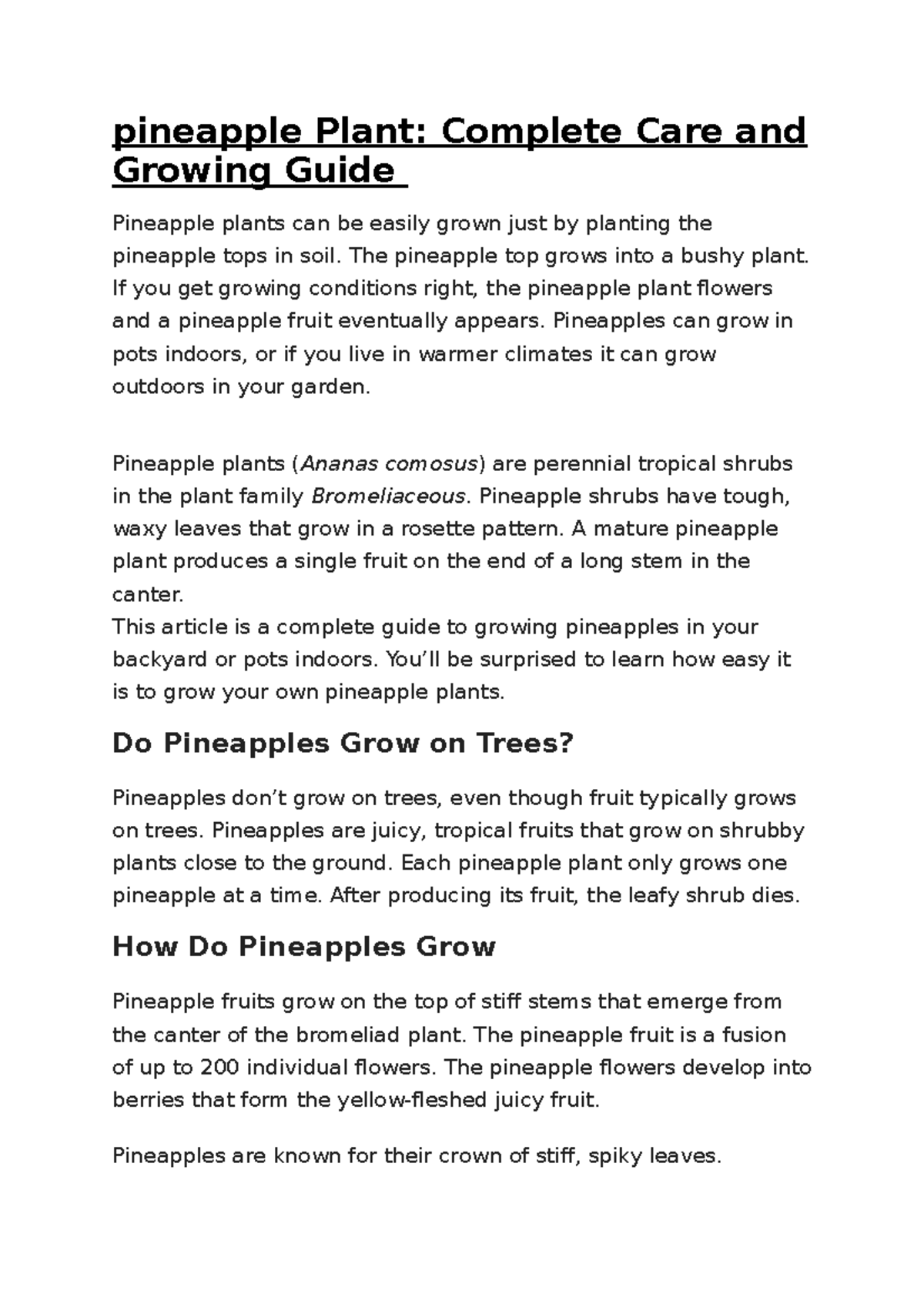 Pineapple Plant The pineapple top grows into a bushy plant. If you