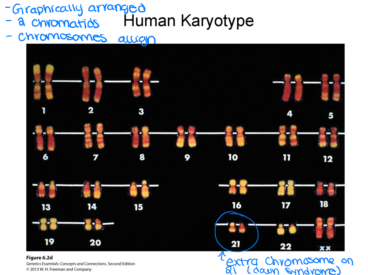 Genetics Ch 6 - Lecture Slides - Human Karyotype Graphically Arranged A ...