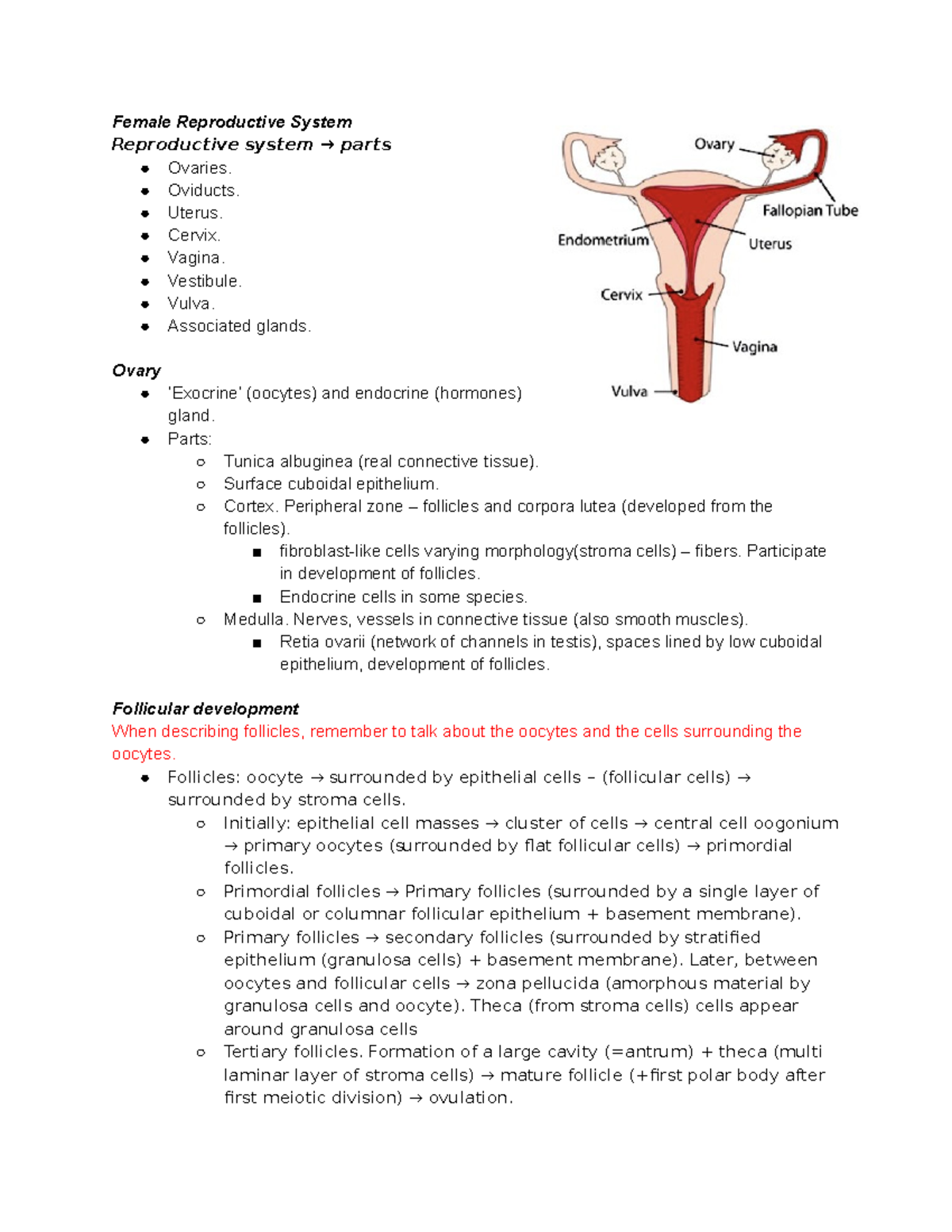 Female Reproductive System - Female Reproductive System Reproductive ...