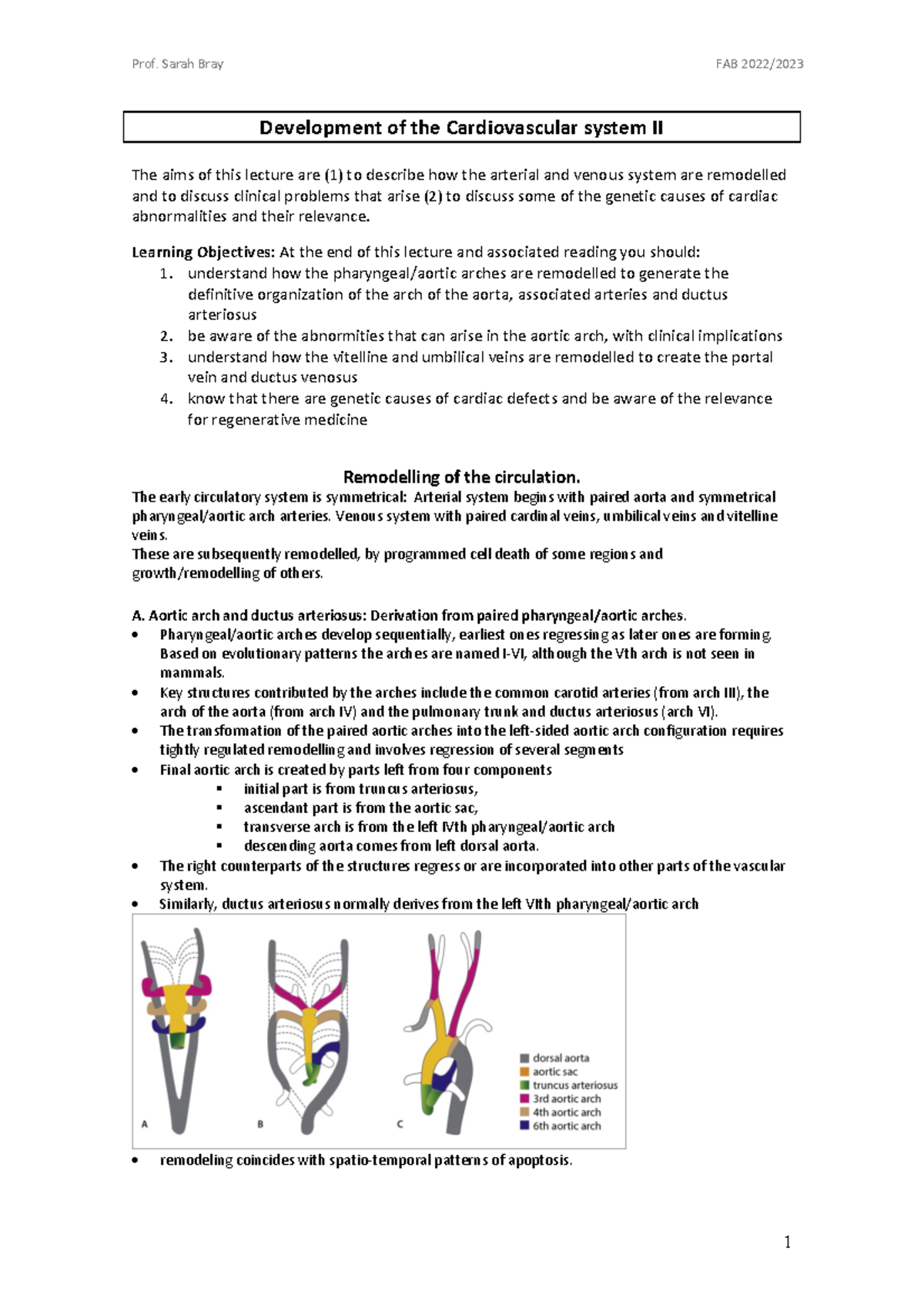 Development of the Cardiovascular system (II) 2022 lecture overview ...