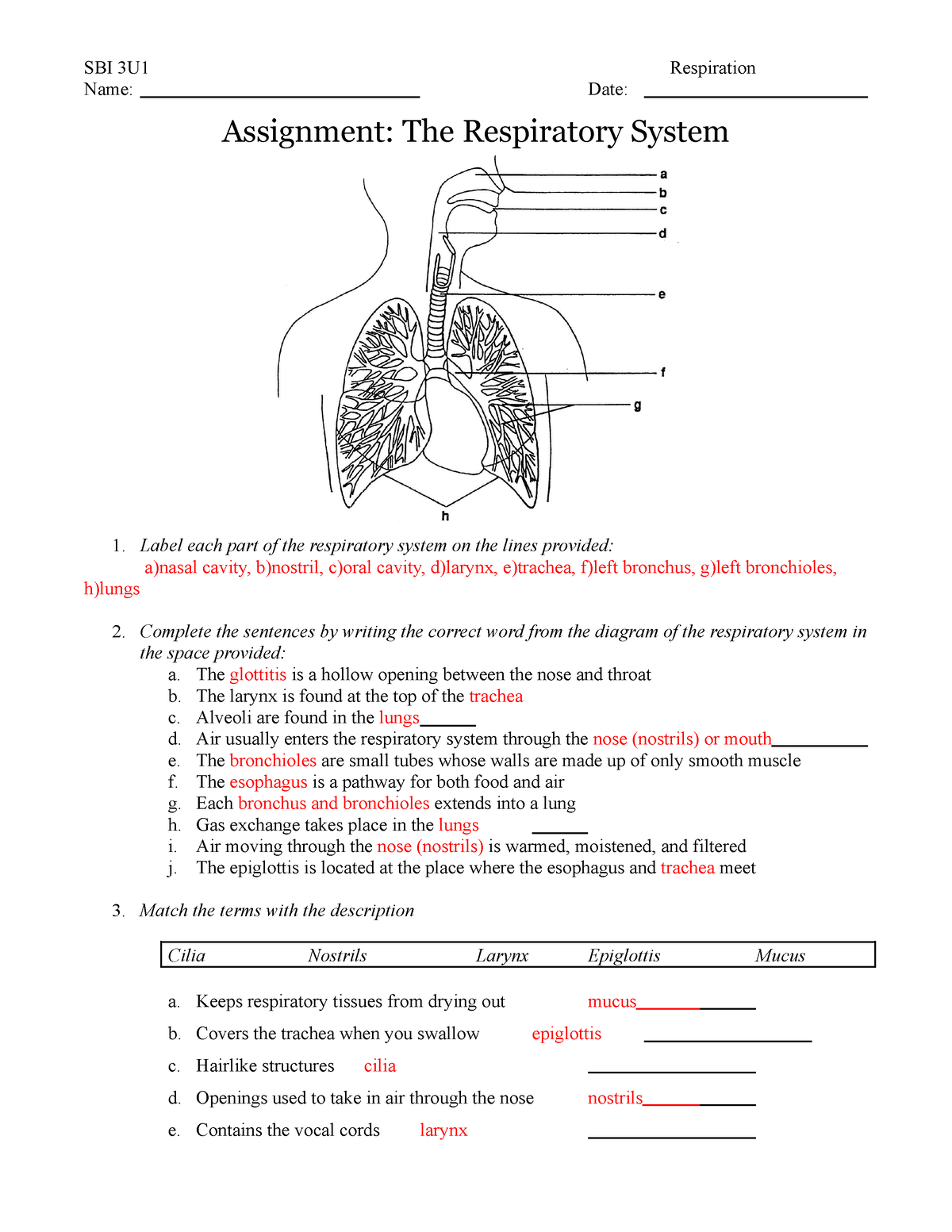 human respiratory system assignment