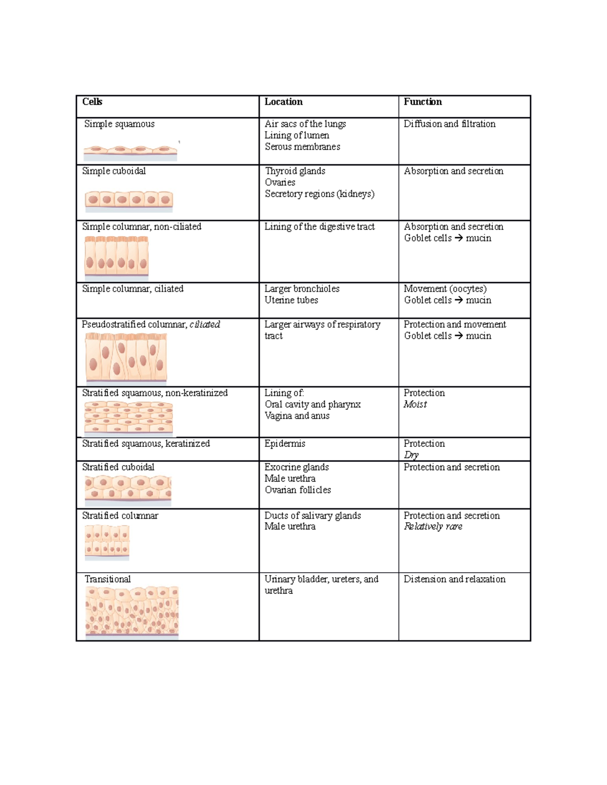 Epithelial and Connective Tissue Review Tables - CellsLocationFunction ...