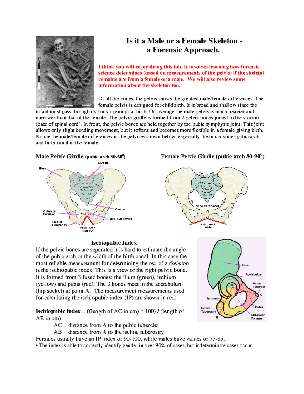 male vs. female pelvic girdle Diagram