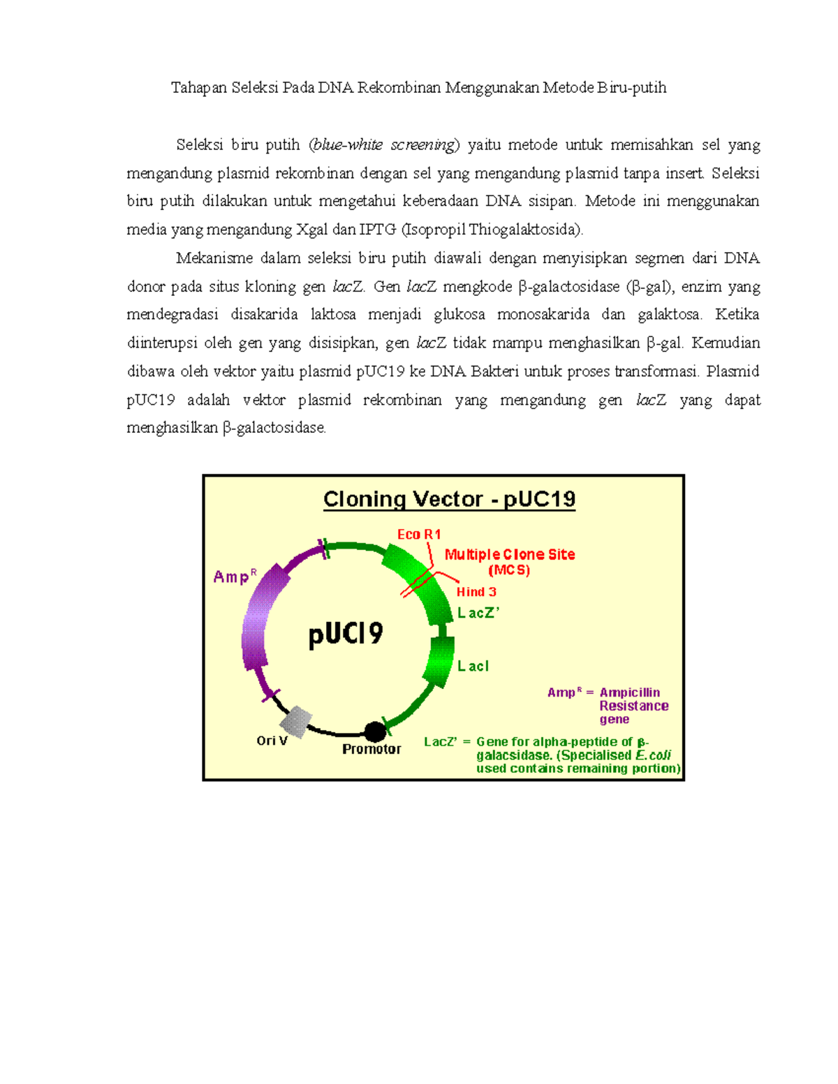 Tahapan Seleksi Pada DNA Rekombinan Menggunakan Metode Biru-putih ...