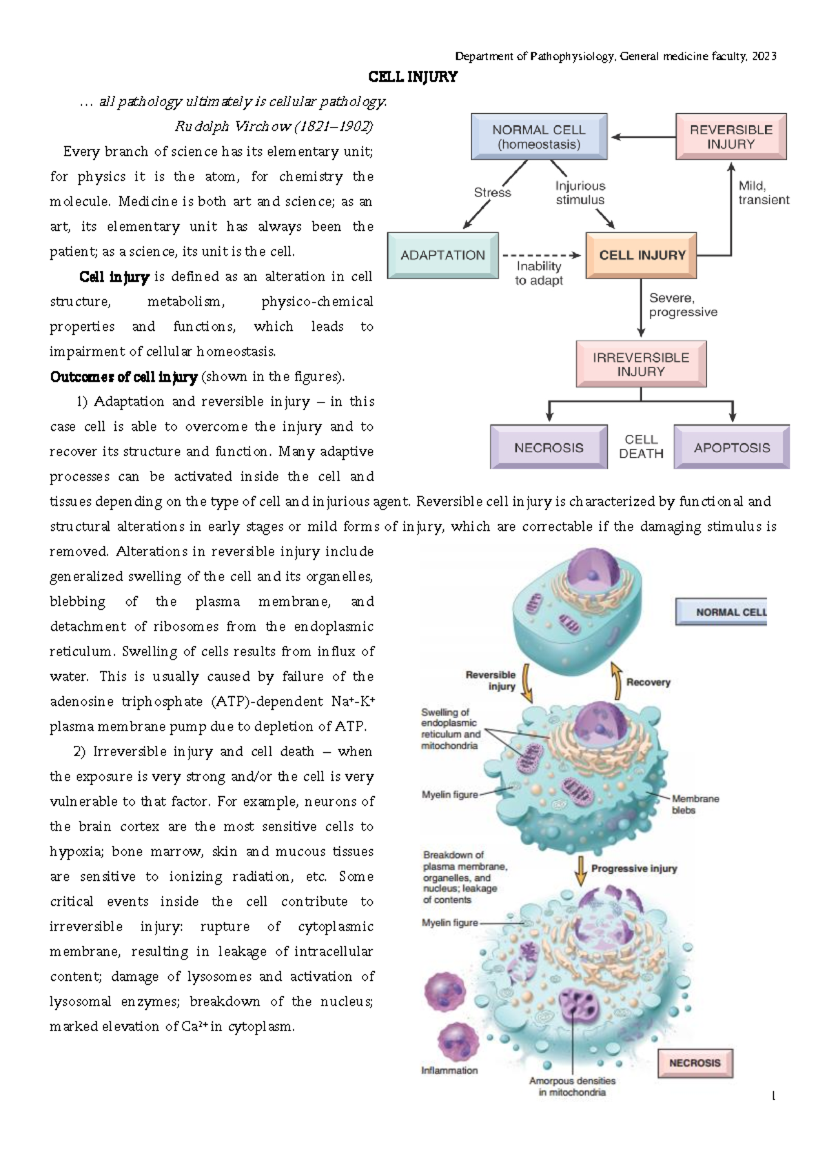 1. Cell injury GM eng 2023 - CELL INJURY ... all pathology ultimately ...