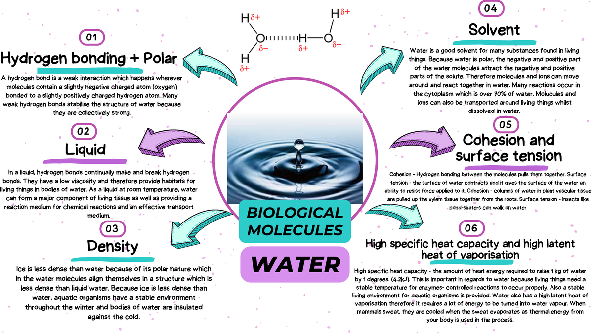 Biological molecules - Water - Liquid Density Cohesion and surface ...