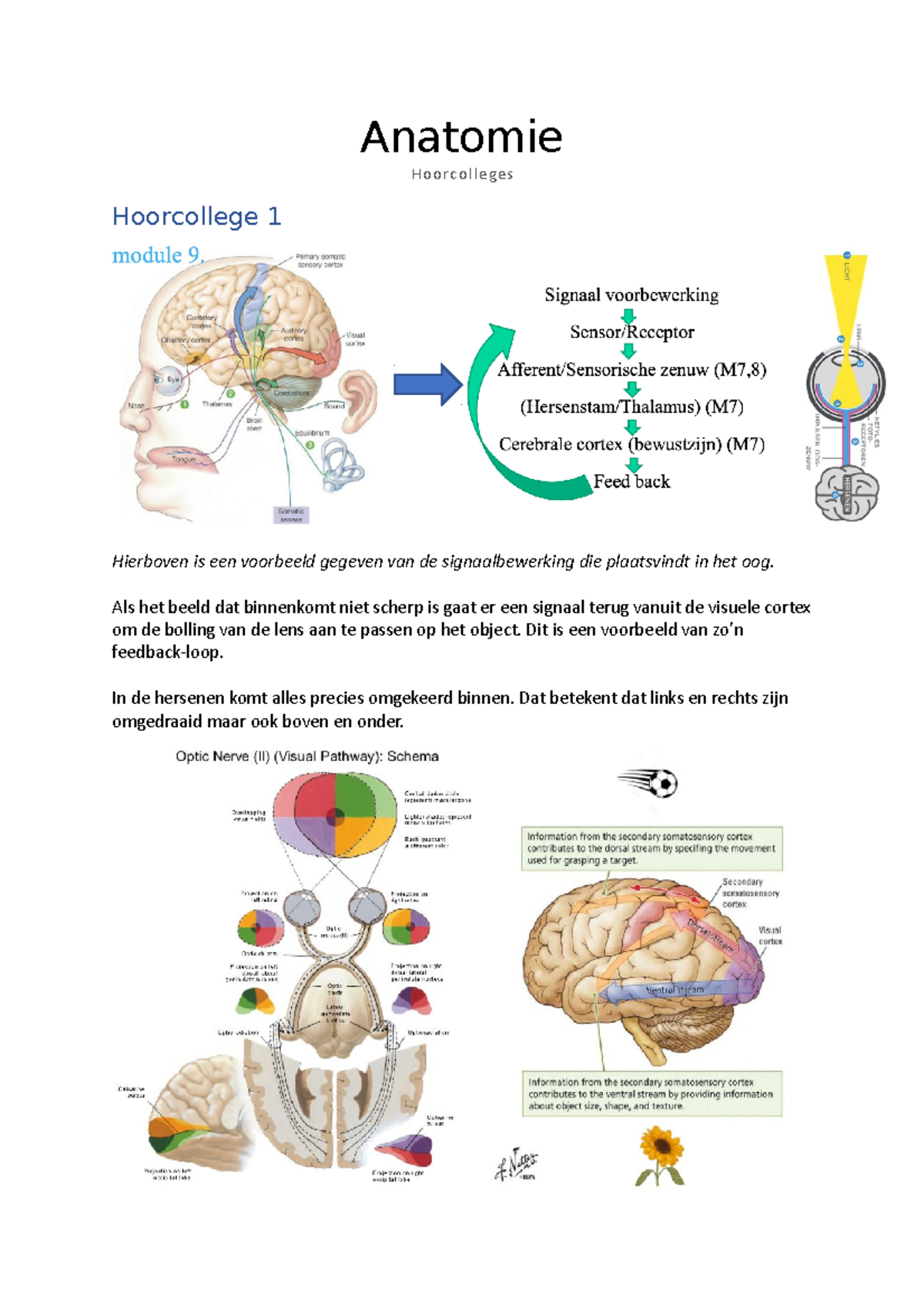 Anatomie Hoorcolleges - Anatomie Hoorcolleges Hoorcollege 1 Hierboven ...