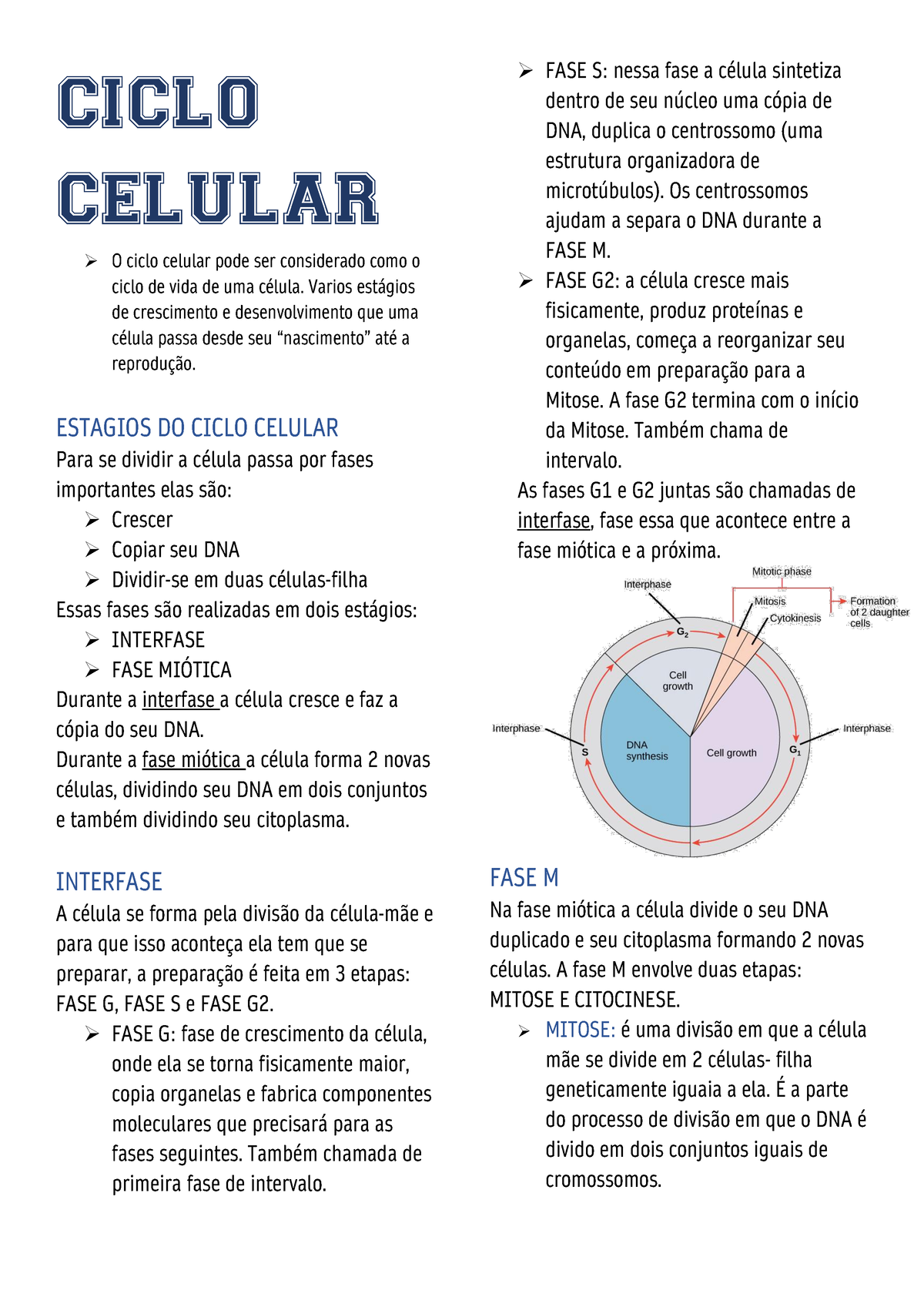 Ciclo Celular - CICLO CELULAR O Ciclo Celular Pode Ser Considerado Como ...