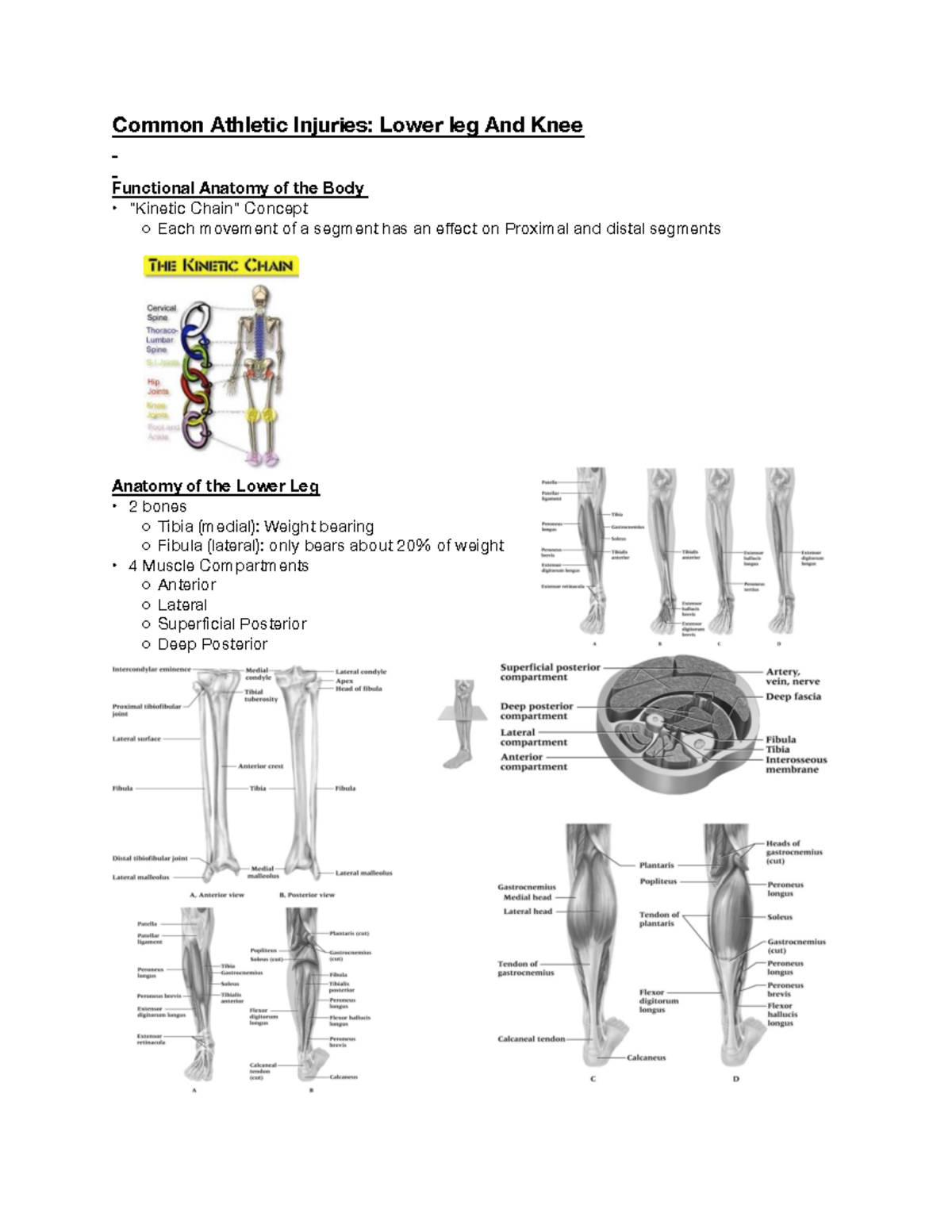 Common Athletic Injuries- Lower leg And Knee - Common Athletic Injuries ...