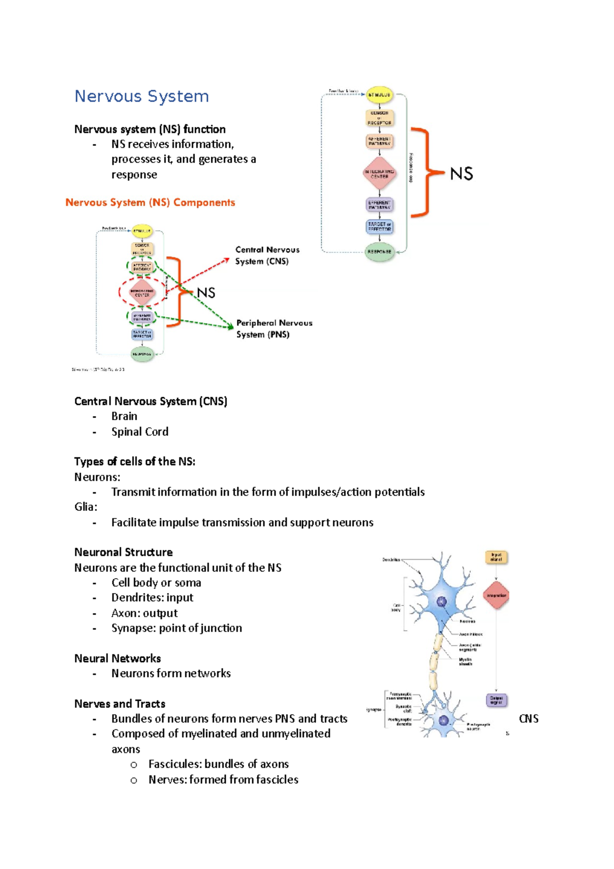 nervous-system-dsfsdfsd-nervous-system-nervous-system-ns-function