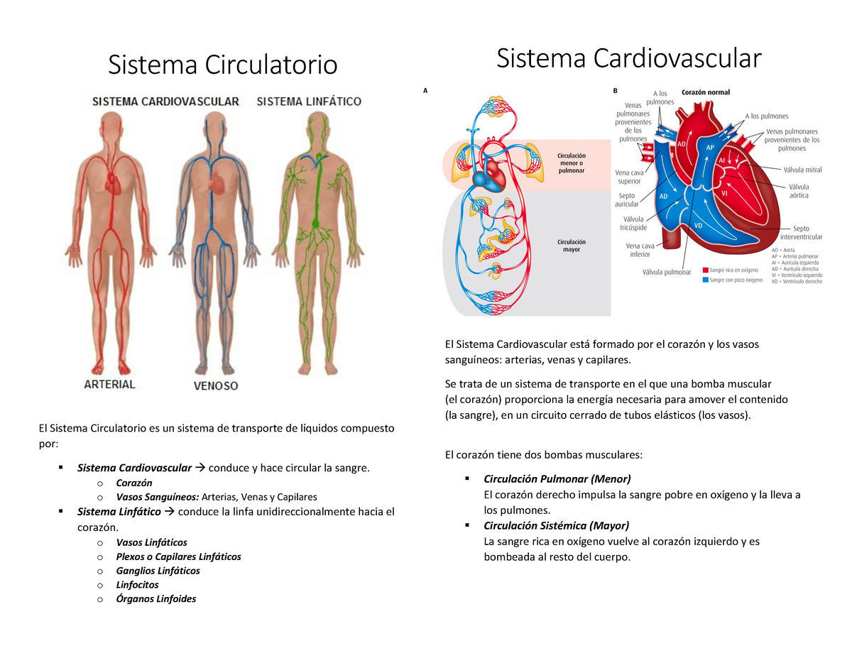 Sistema cardiovascular - Apuntes de Fisiología