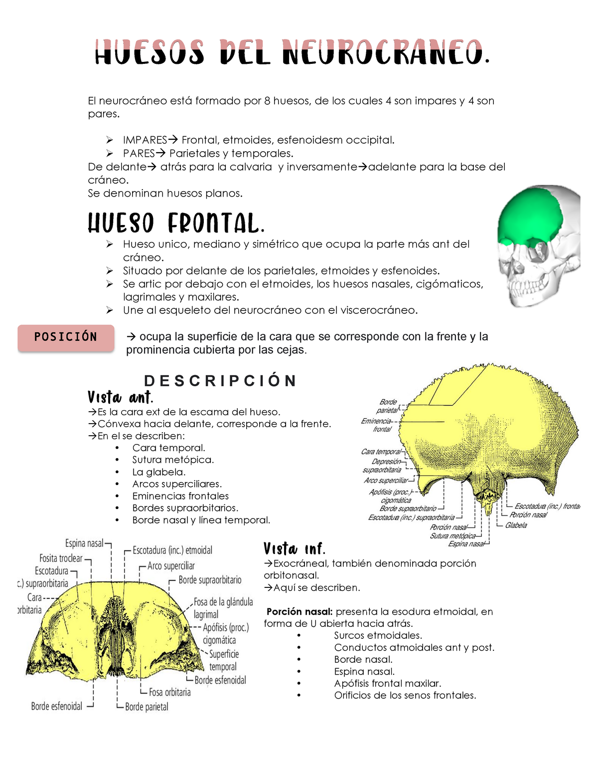 Huesos Del Neurocraneo El Neurocráneo Está Formado Por 8 Huesos De Los Cuales 4 Son Impares Y 0962