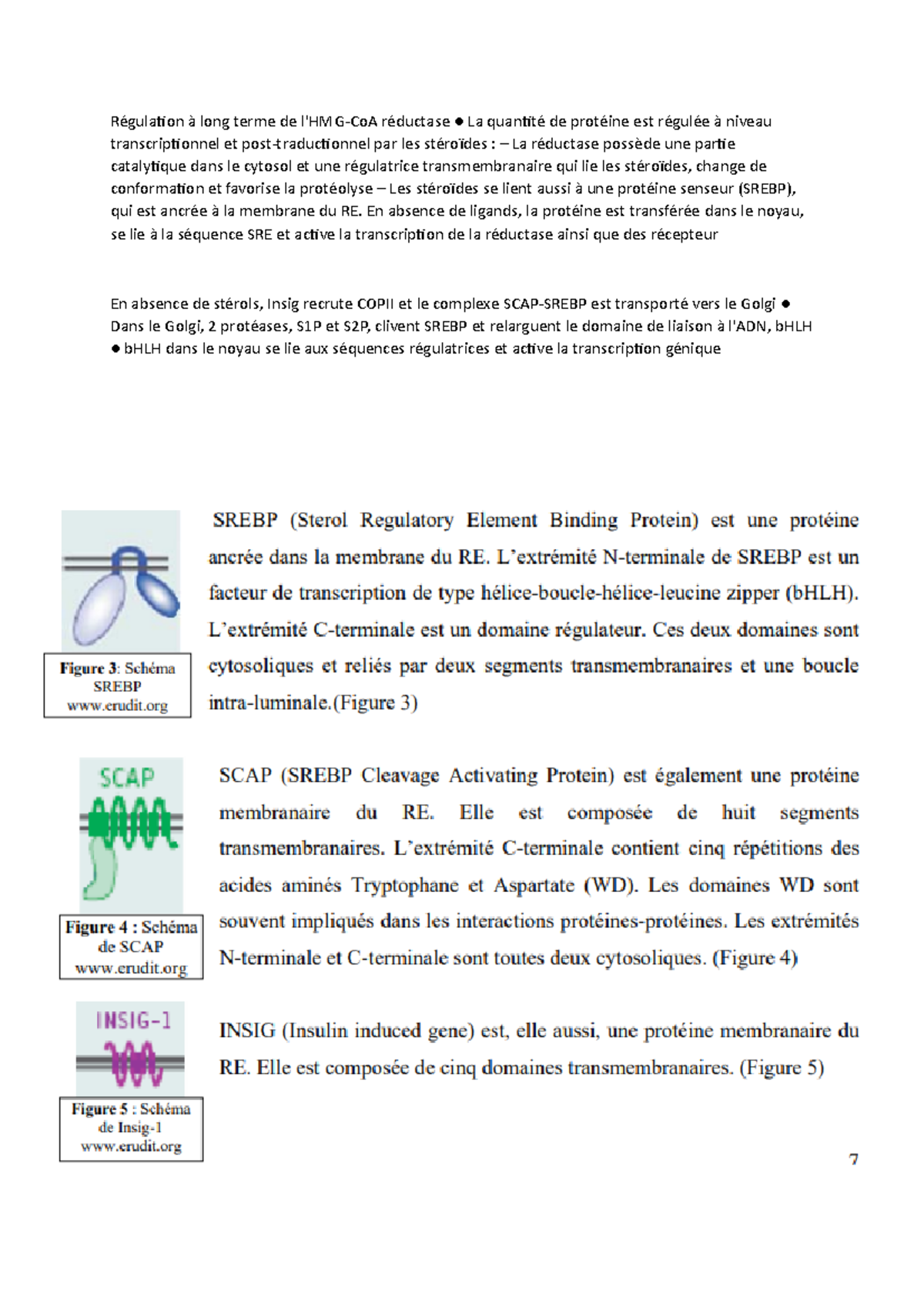 Notes Cholesterol En Biochimie Métabolique Régulaton à Long Terme De L Hmg Coa Réductase La