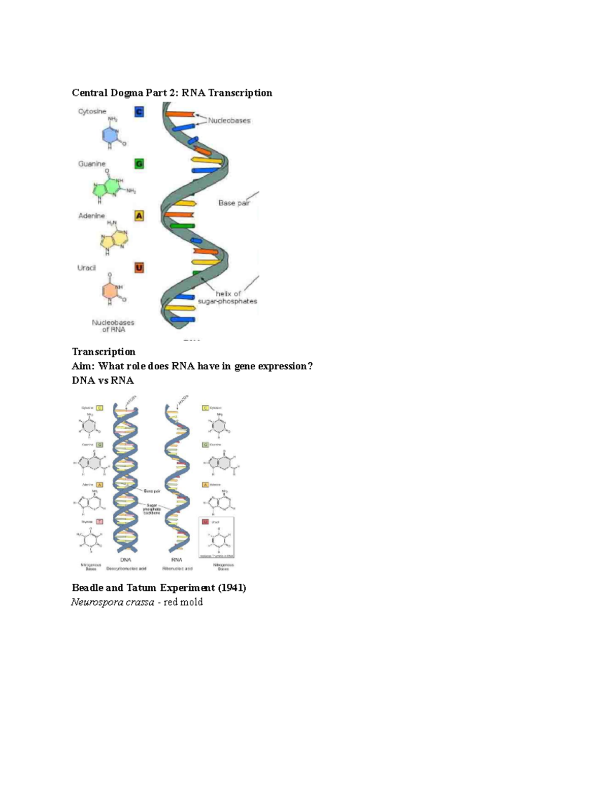 AP Bio Unit 8 Transcription and Translation Central Dogma Part 2 RNA