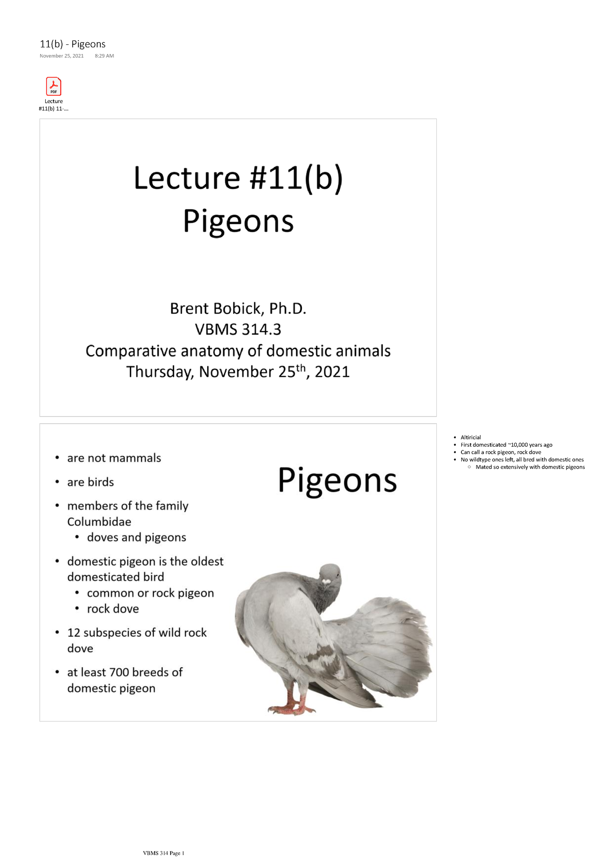 Lecture 11(b) - Pigeons - Lecture #11(b) 11-... Altiricial First ...