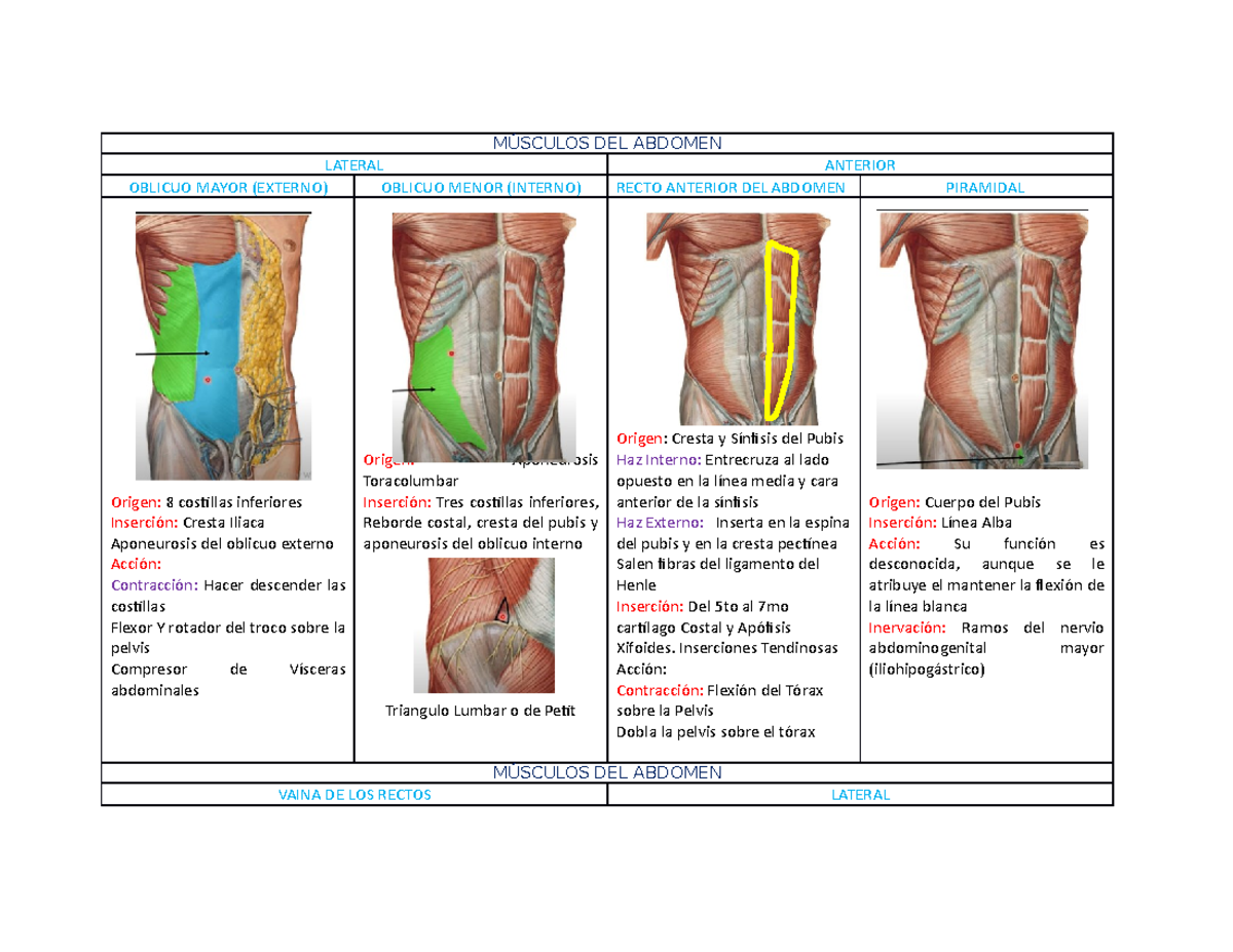 mabdomen-descripci-n-r-pida-de-las-inserciones-musculares-inervaci-n