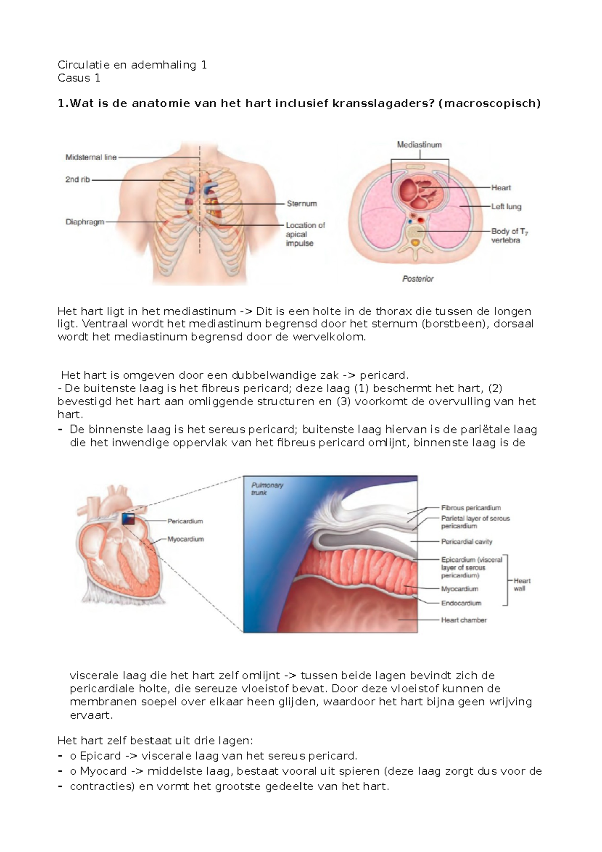 Circulatie En Ademhaling 1 Casus 2 Ventraal Wordt Het Mediastinum