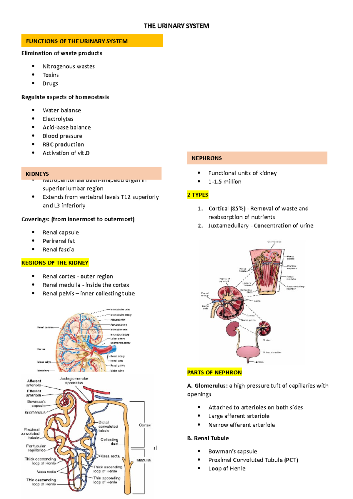 THE Urinary System - Lecture notes - THE URINARY SYSTEM Elimination of ...