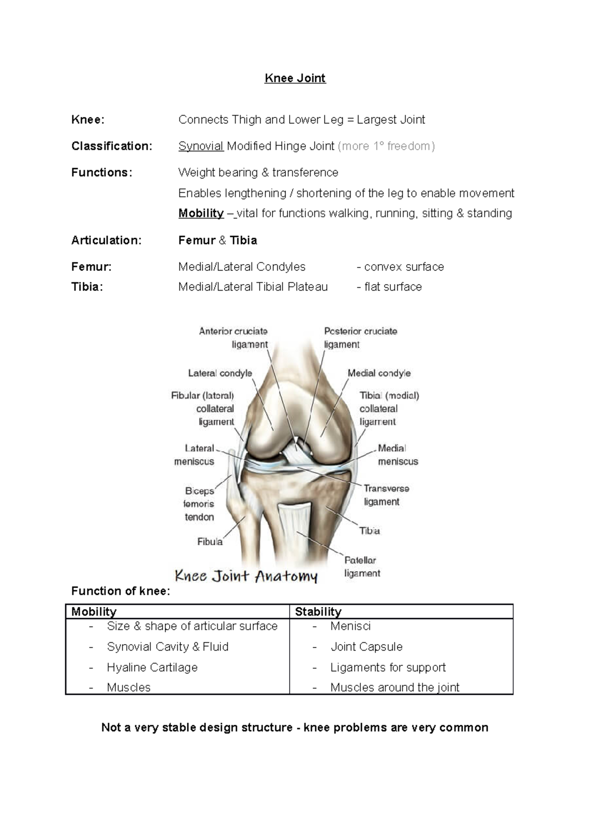 anatomy Knee Joint Knee Joint Knee Connects Thigh and Lower Leg