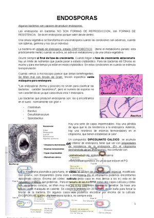 formación de endosporas en bacterias