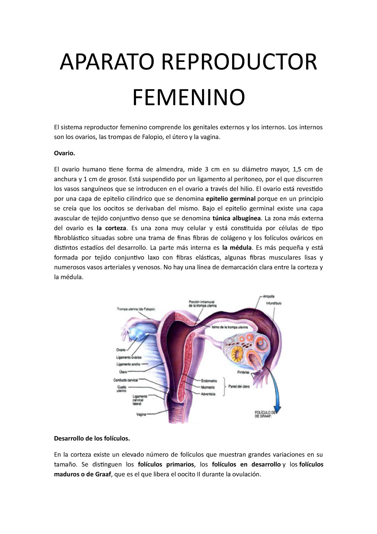 Aparato Reproductor Femenino Aparato Reproductor Femenino El Sistema