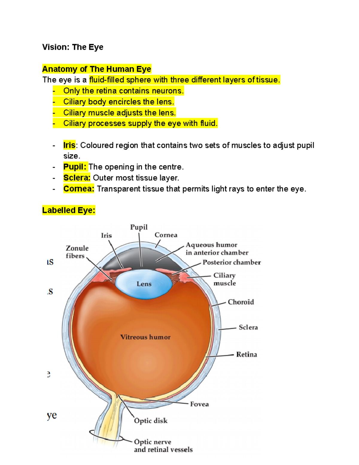 COGS1000 Week 6 Semester One Lecture Notes - Vision: The Eye Anatomy of ...